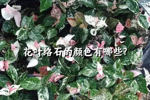 花叶络石的颜色有哪些?