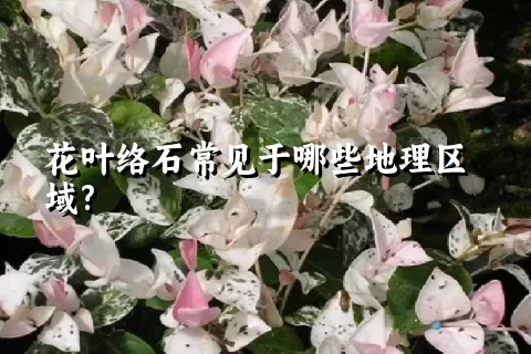 花叶络石常见于哪些地理区域?