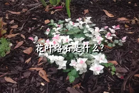 花叶络石是什么?