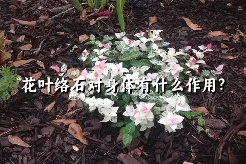 花叶络石对身体有什么作用?