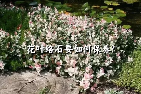 花叶络石要如何保养?