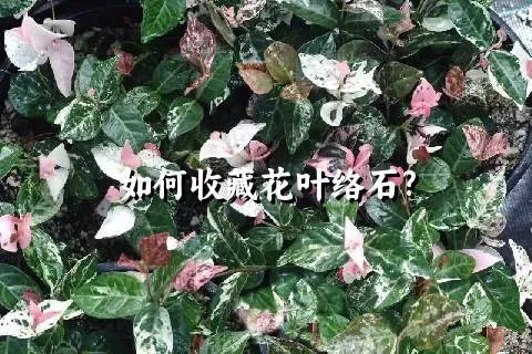 如何收藏花叶络石?