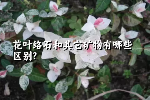 花叶络石和其它矿物有哪些区别?