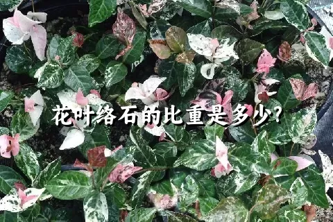 花叶络石的比重是多少?