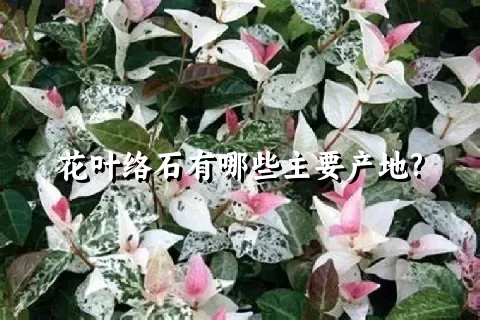 花叶络石有哪些主要产地?