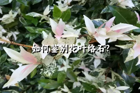 如何鉴别花叶络石?