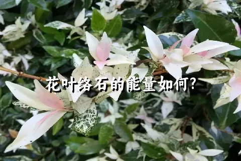 花叶络石的能量如何?