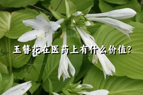 玉簪花在医药上有什么价值？