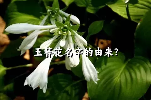 玉簪花名字的由来？