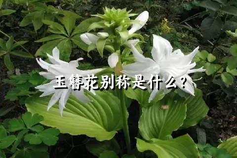 玉簪花别称是什么？