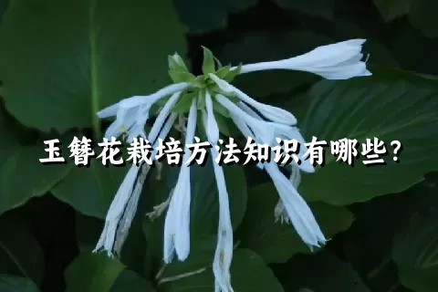 玉簪花栽培方法知识有哪些？