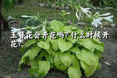 玉簪花会开花吗？什么时候开花？