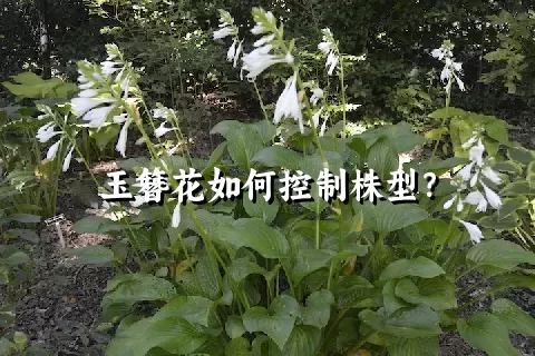 玉簪花如何控制株型？