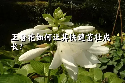 玉簪花如何让其快速茁壮成长？