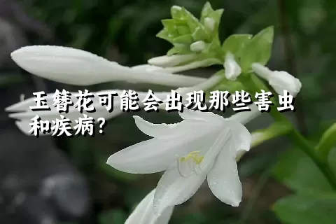 玉簪花可能会出现那些害虫和疾病？