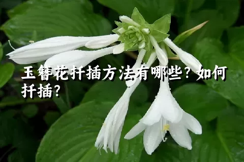 玉簪花扦插方法有哪些？如何扦插？