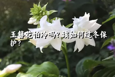 玉簪花怕冷吗？该如何过冬保护？