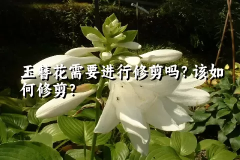 玉簪花需要进行修剪吗？该如何修剪？