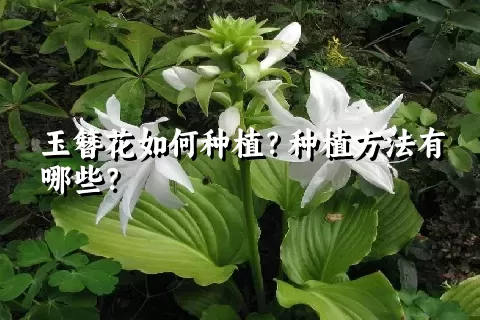 玉簪花如何种植？种植方法有哪些？