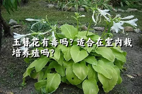 玉簪花有毒吗？适合在室内栽培养殖吗？