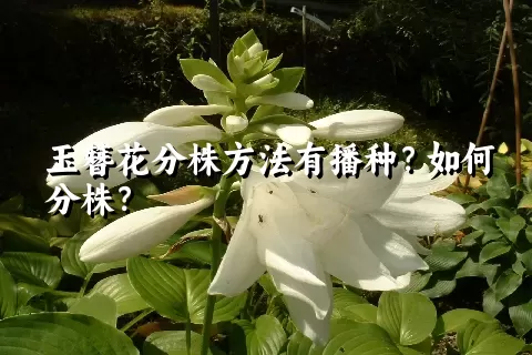 玉簪花分株方法有播种？如何分株？