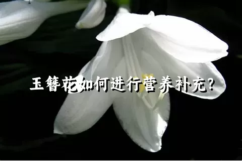 玉簪花如何进行营养补充？