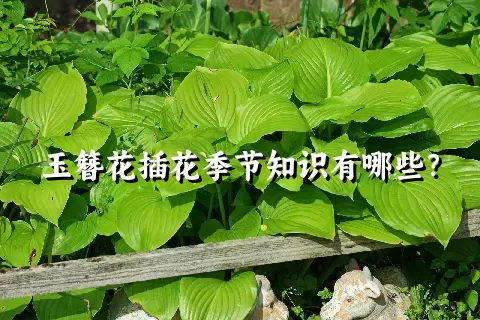 玉簪花插花季节知识有哪些？