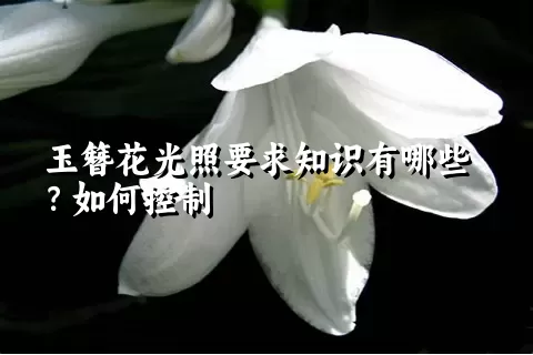 玉簪花光照要求知识有哪些？如何控制