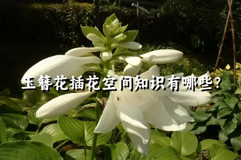 玉簪花插花空间知识有哪些？