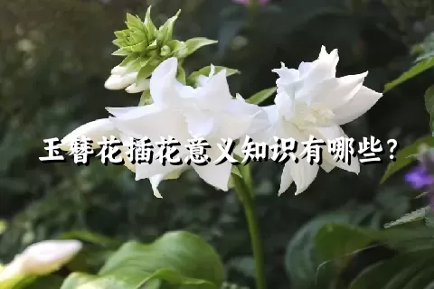 玉簪花插花意义知识有哪些？