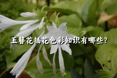 玉簪花插花色彩知识有哪些？