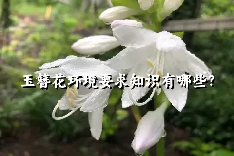 玉簪花环境要求知识有哪些？