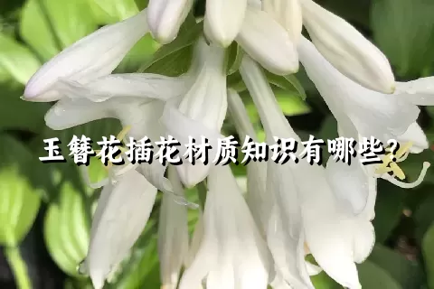 玉簪花插花材质知识有哪些？