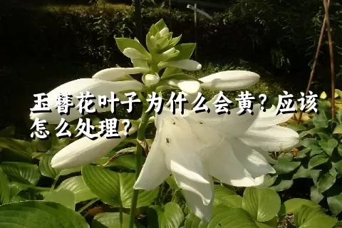 玉簪花叶子为什么会黄？应该怎么处理？