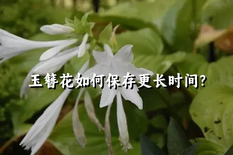 玉簪花如何保存更长时间？