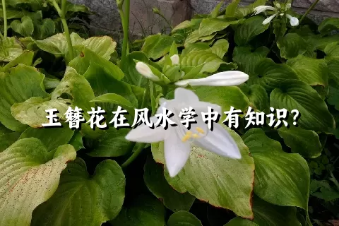 玉簪花在风水学中有知识？