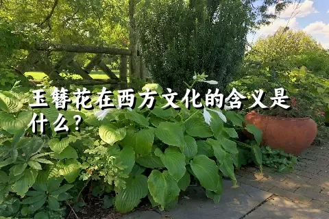 玉簪花在西方文化的含义是什么？