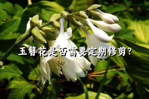 玉簪花是否需要定期修剪？