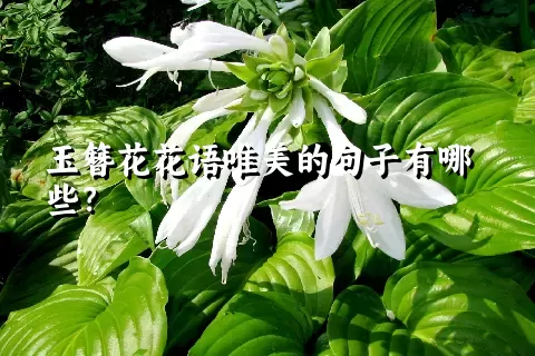 玉簪花花语唯美的句子有哪些？