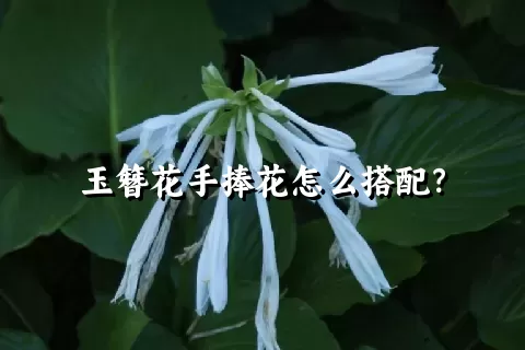 玉簪花手捧花怎么搭配？