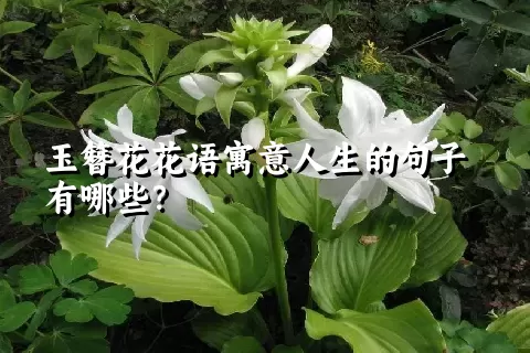 玉簪花花语寓意人生的句子有哪些？