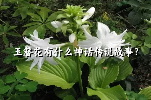 玉簪花有什么神话传说故事？