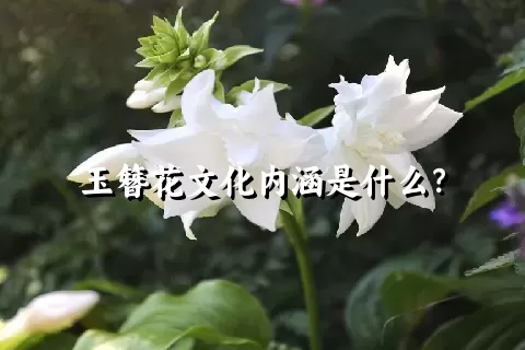 玉簪花文化内涵是什么？