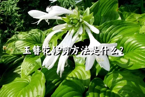 玉簪花修剪方法是什么？