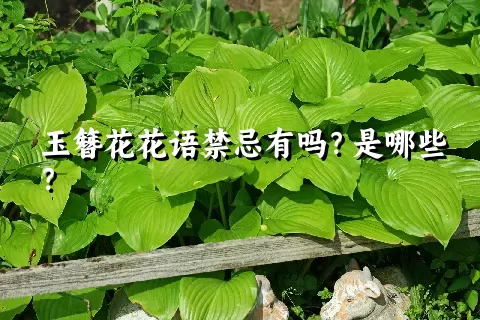 玉簪花花语禁忌有吗？是哪些？