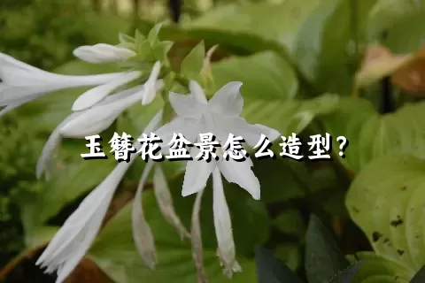 玉簪花盆景怎么造型？