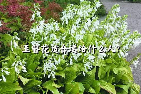 玉簪花适合送给什么人？