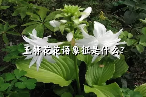 玉簪花花语象征是什么？