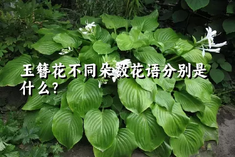 玉簪花不同朵数花语分别是什么？