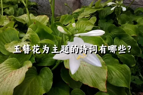 玉簪花为主题的诗词有哪些？